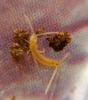 Campodeinae inconnu